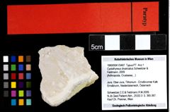 Foto (Objekt + Etiketten) von Cyclothyreus divaricatus (Schweitzer & Feldmann, 2009) 